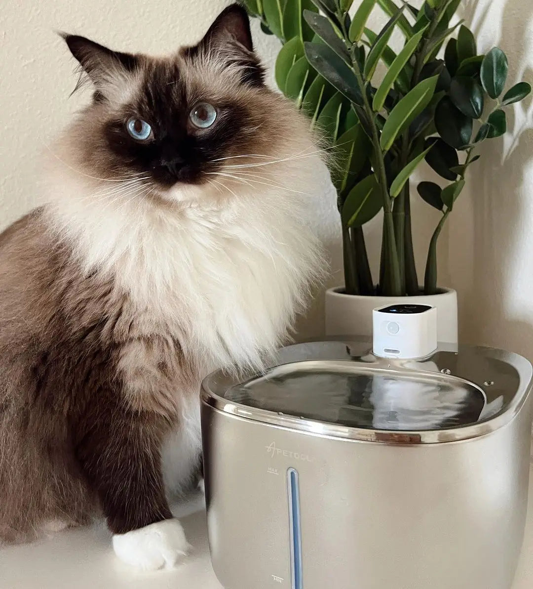 The Kittticus Wireless Fountain - Kitticus