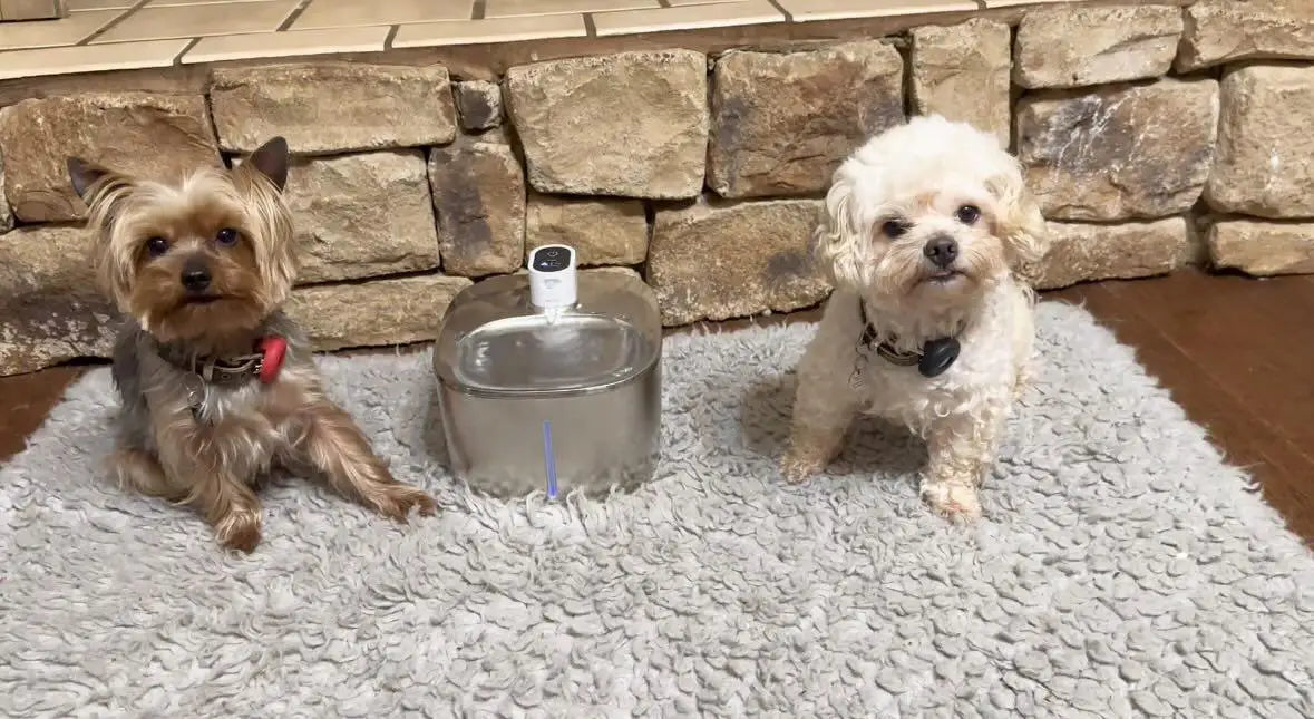 The Kittticus Wireless Fountain - Kitticus