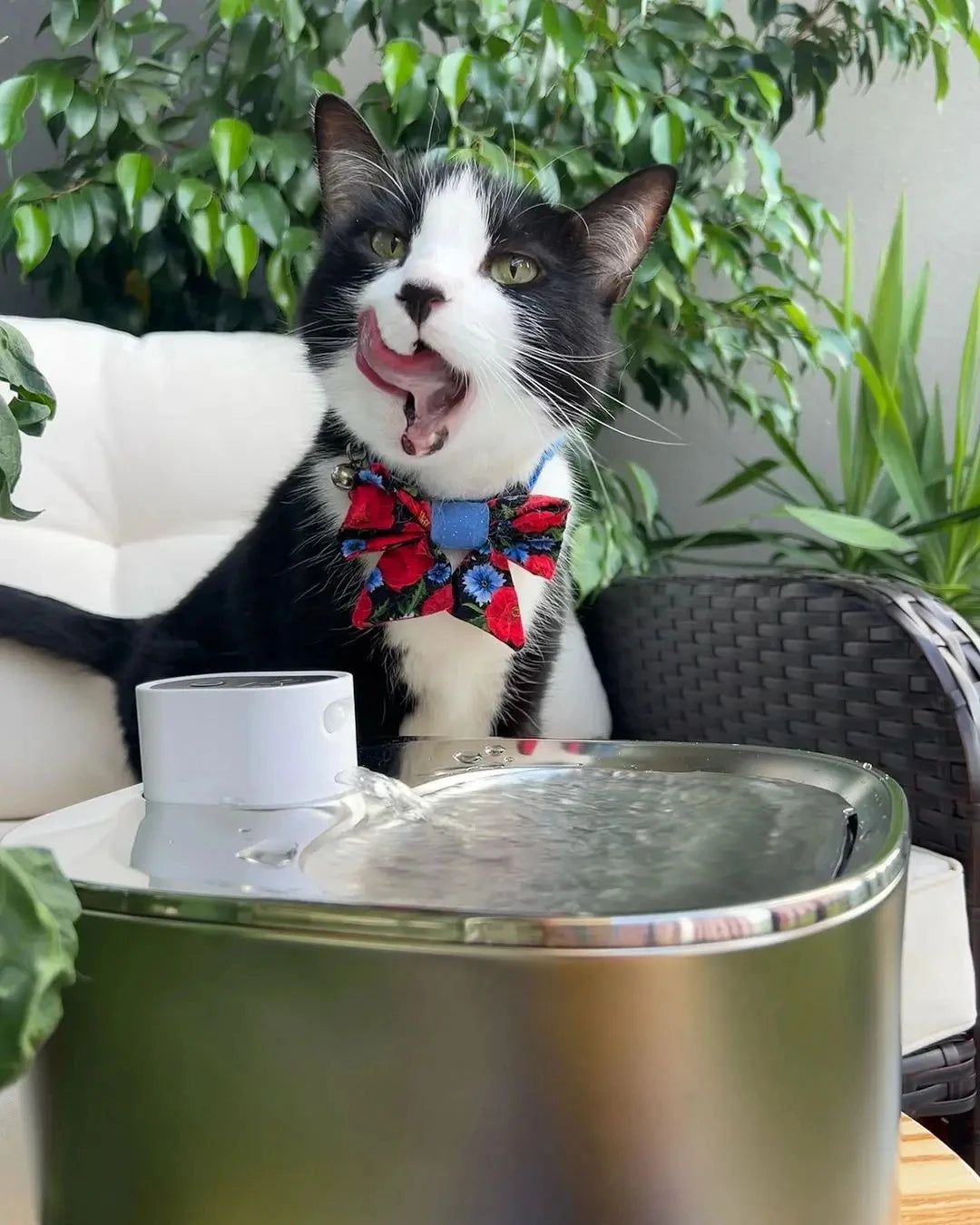 The Kittticus Wireless Fountain - Kitticus