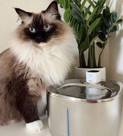 The Kittticus Wireless Fountain - Kitticus