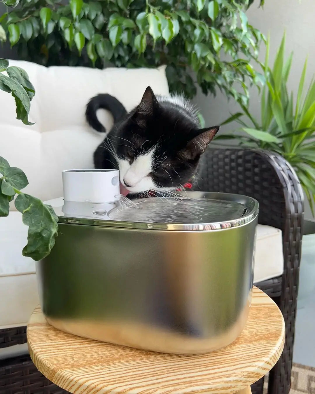 The Kittticus Wireless Fountain - Kitticus